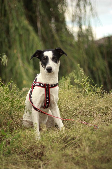 Невероятная собачка Дина