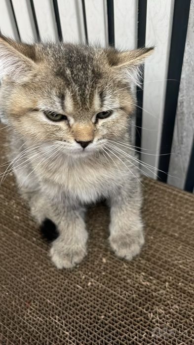 Отдоется котонек