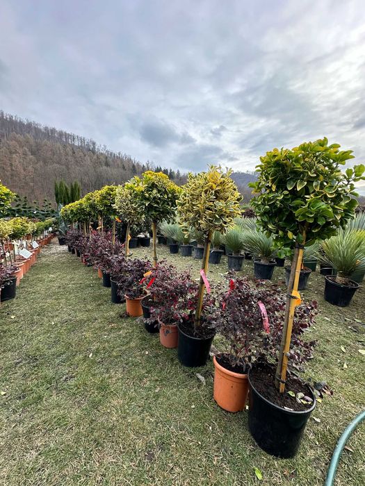 Plante pentru Curți și Grădini cu Aspect Natural