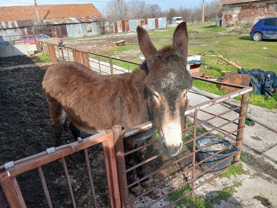 Женско    магаре .
