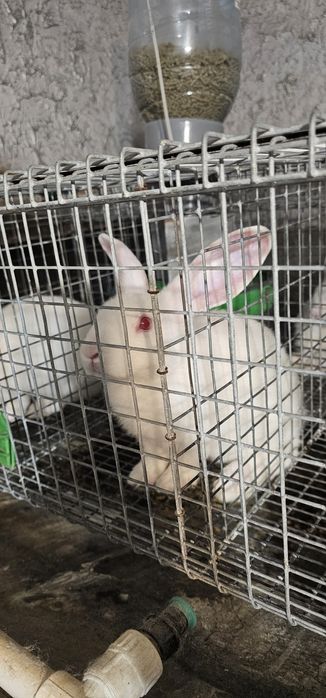 Vand iepuri Hycole francez si Panon alb, varsta 4-6 saptamani - 3 luni