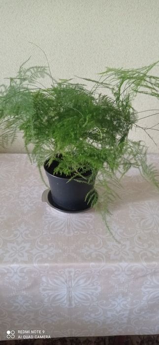 Увлечения,хобби ,цветы комнатные.