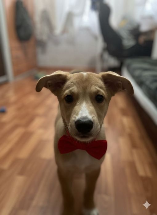 Отдам щенка в добрые руки