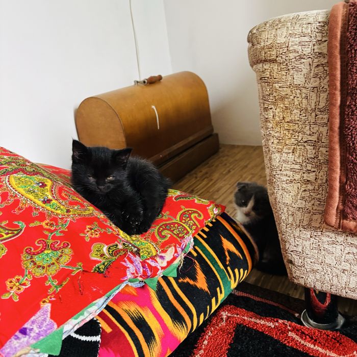Котенок 1,5 месячный