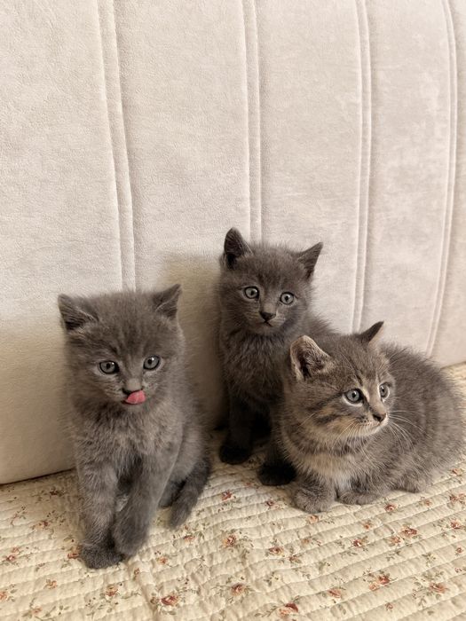 Отдам котят в добрые руки
