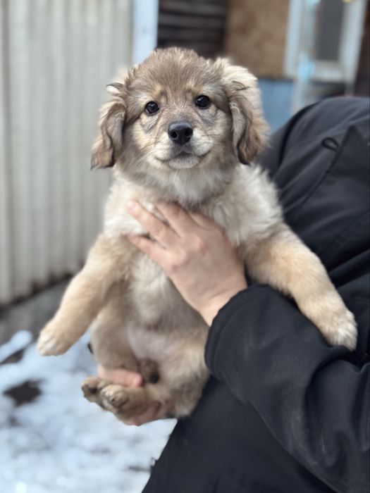 Привитые щенки ищут дом