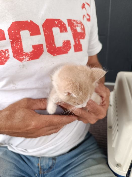 Котята мальчики, 1 мес
