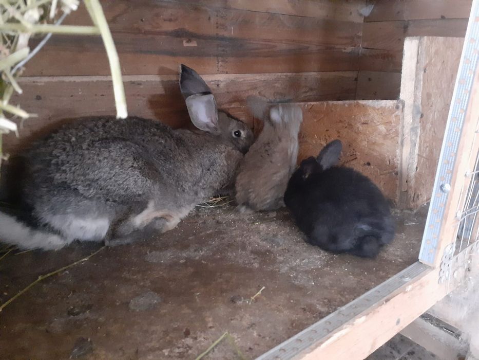 Продам кроликов!!!