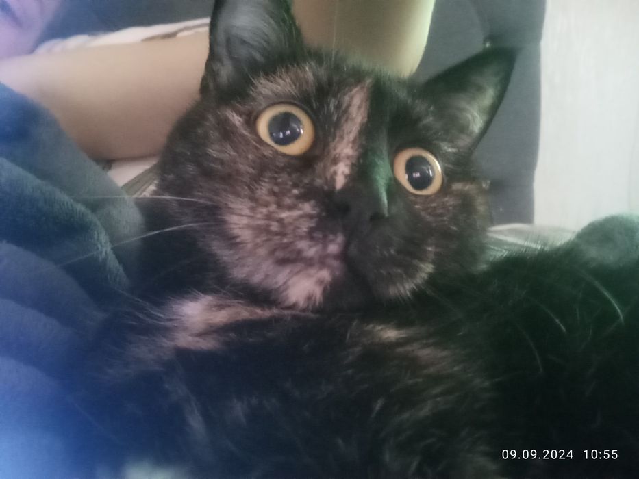Кошка ищет добрые руки