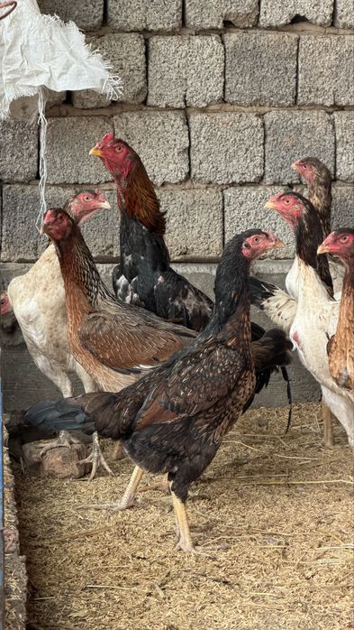 Дакан жужалар тоза зот