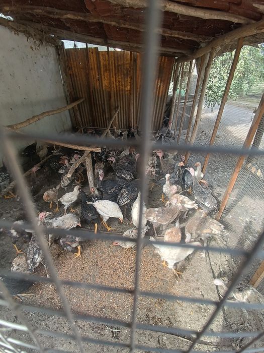 Uy parandalar sotladi