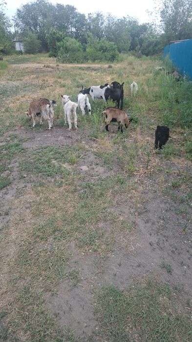 Продам козу козы