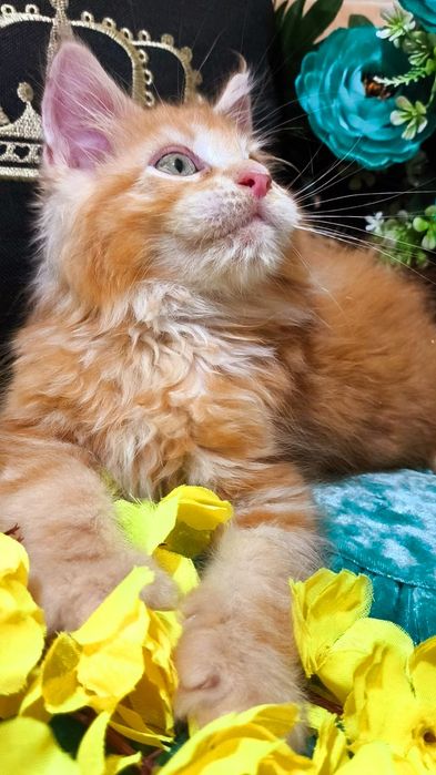 Мейн-кун- КРАСНЫЙ "ЛЕВ"- котята !