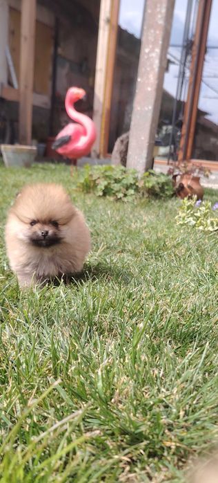 Мини померан момче