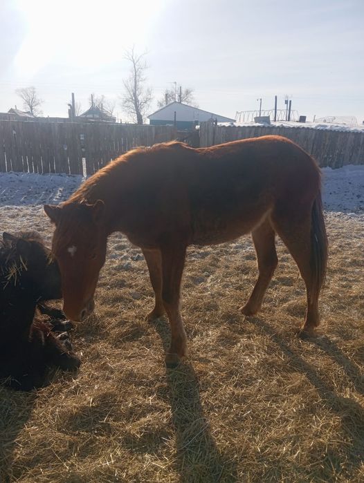 В продаже кобылка