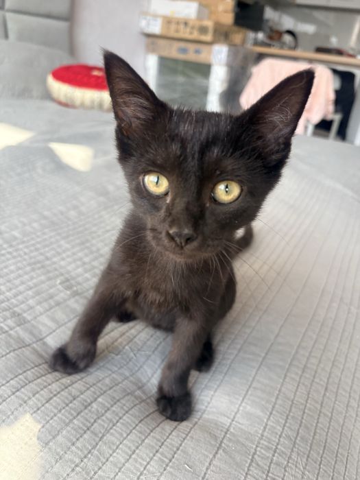 Котенок в добрые руки