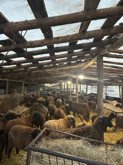 Продавам 50 броя медено червени овце с агнетата