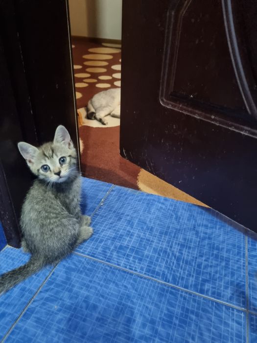 Серебристая шиншилла 2 та боласи билан срочно сотилади