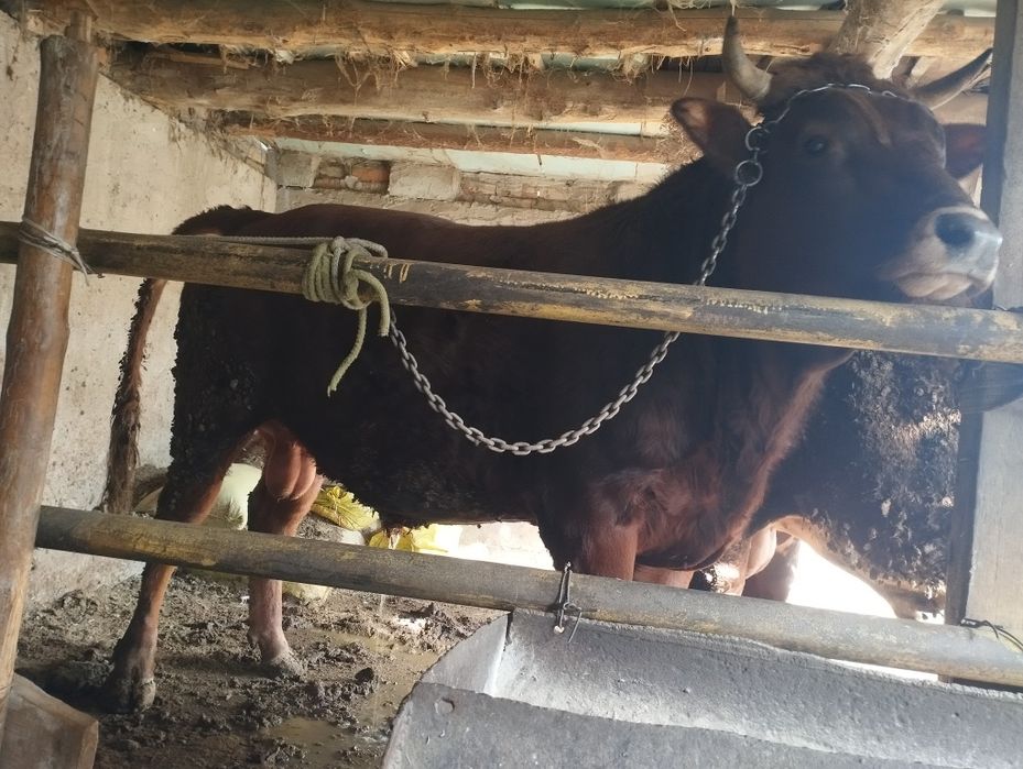 Зотдор бука сотилади.