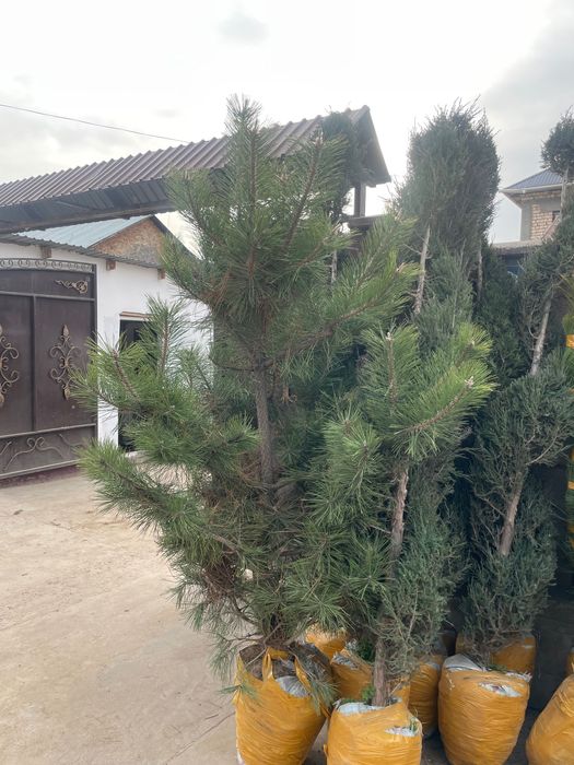 Саженцы көшет барлық түрлері бар