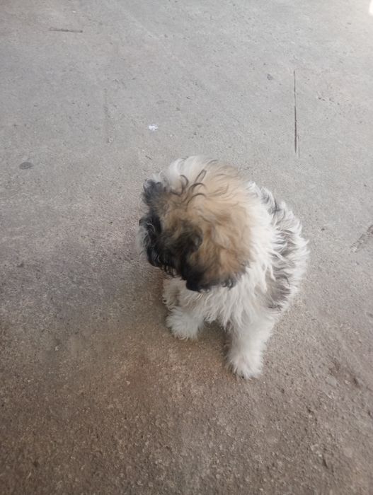 De vânzare căței situ fata și băiat de 2 luni