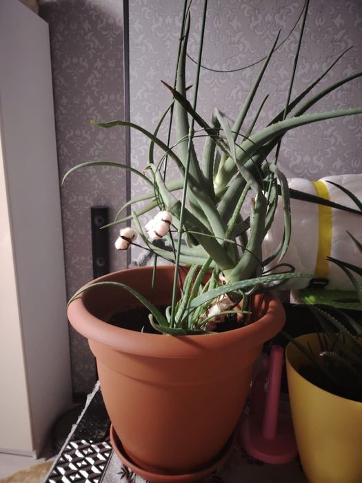 Алоэ вера лечебный