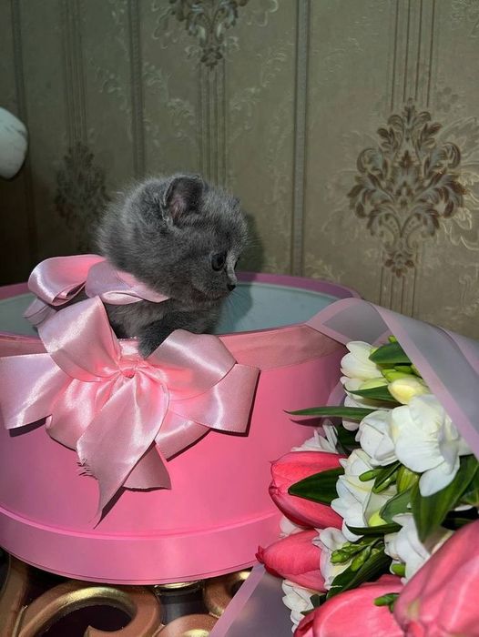 Британский котенок
