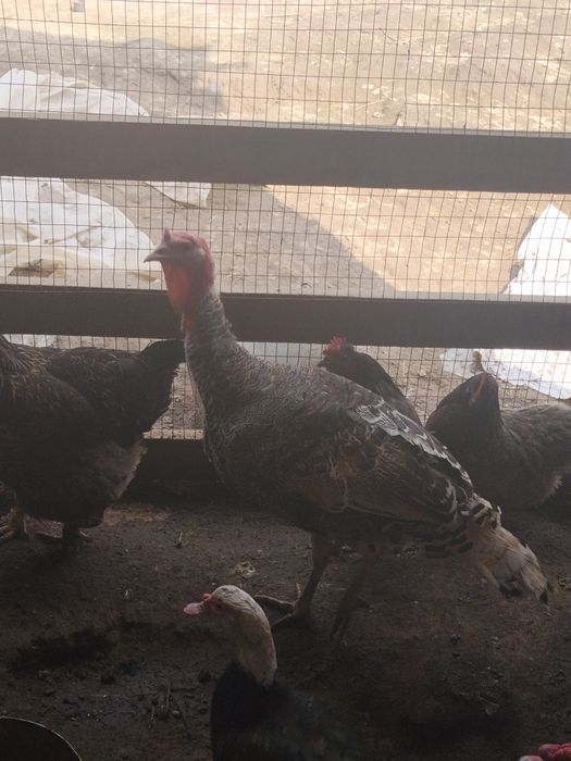 Продам индюк индоутка дакан