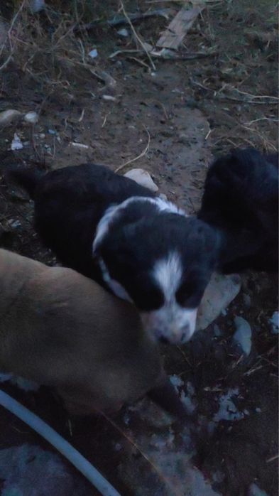 Отдам девочку в хорошие руки!