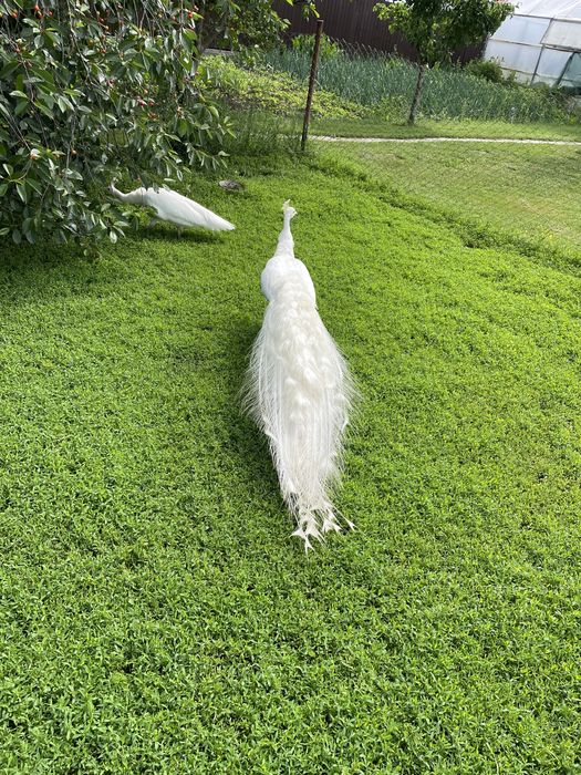 prereche de păuni albi