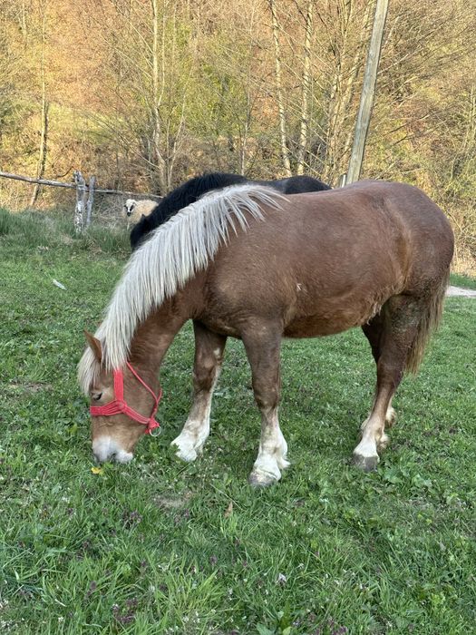 Vand manza de un an frumoasă