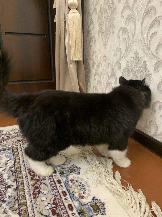 mushuk chiroyli muwuk