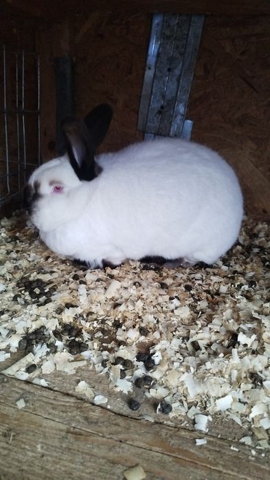 Pereche californian de vânzare