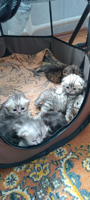 Котята шотландцы