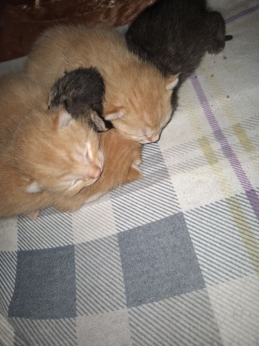 Котята в человеческие руки