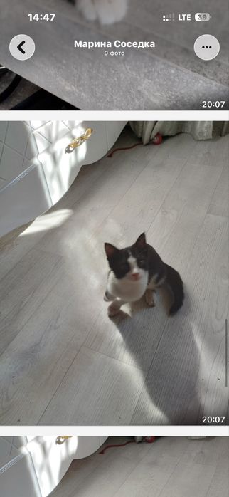 Котенок 3 месяца, девочка в хорошие руки