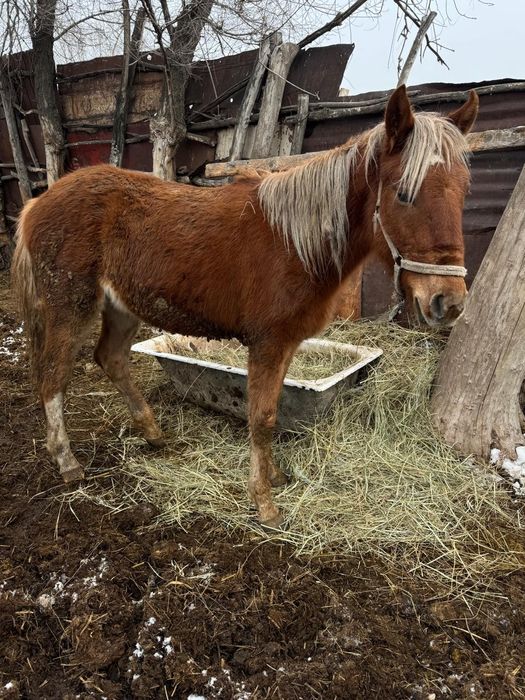 Айгыр жеребец байтал