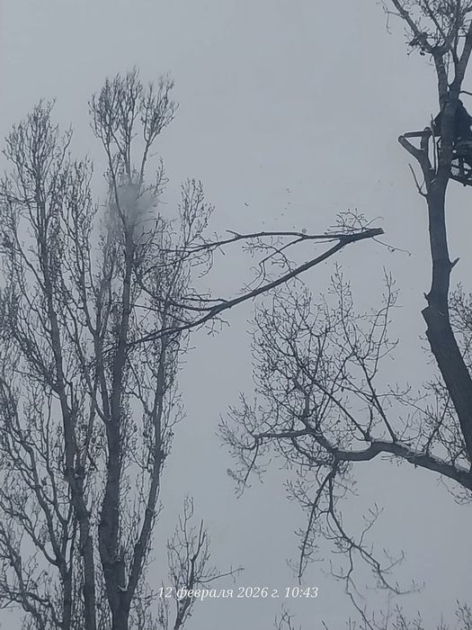 Агаш кесемиз спил деревьев