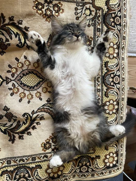 Котёнок.  Животные