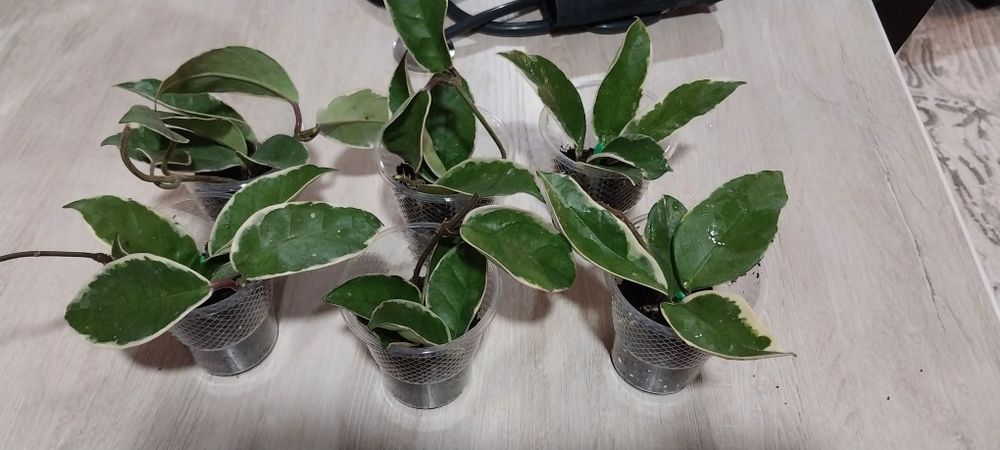 Продам Хойя кримсон квин