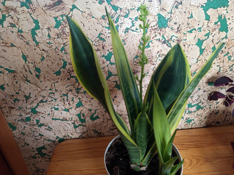 Продам комнатные цветы