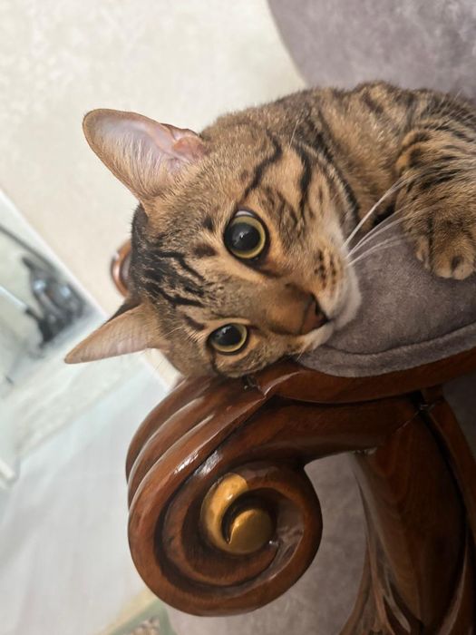 Отдам в добрые руки Бенгала