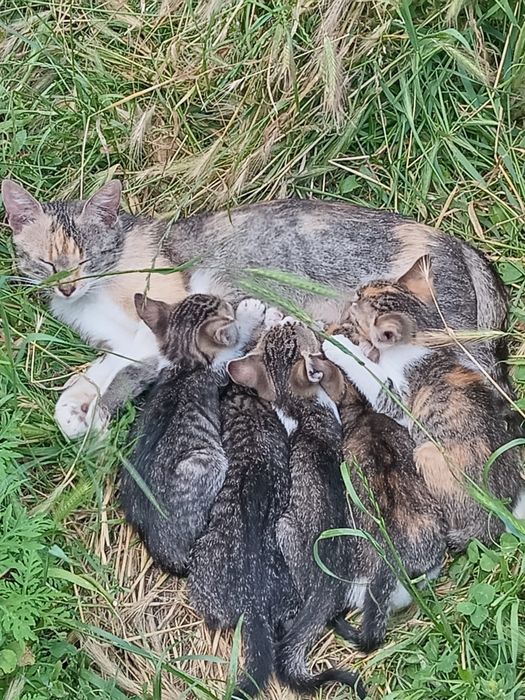 Pisicuțe spre adopție,  gratuite