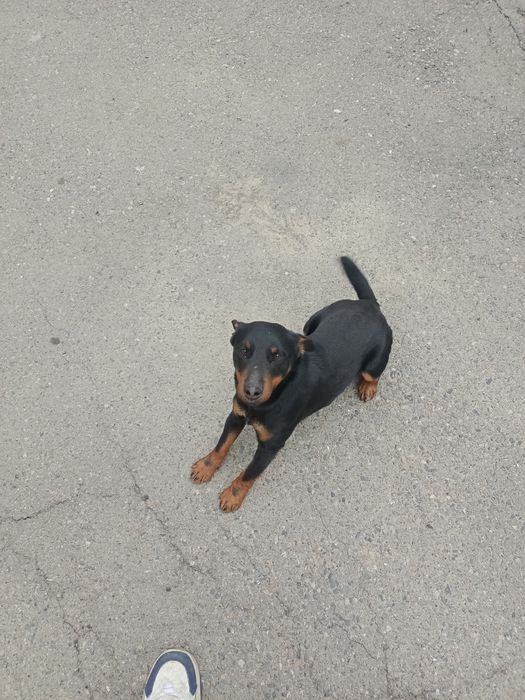 Ягдтерьер, рабочий