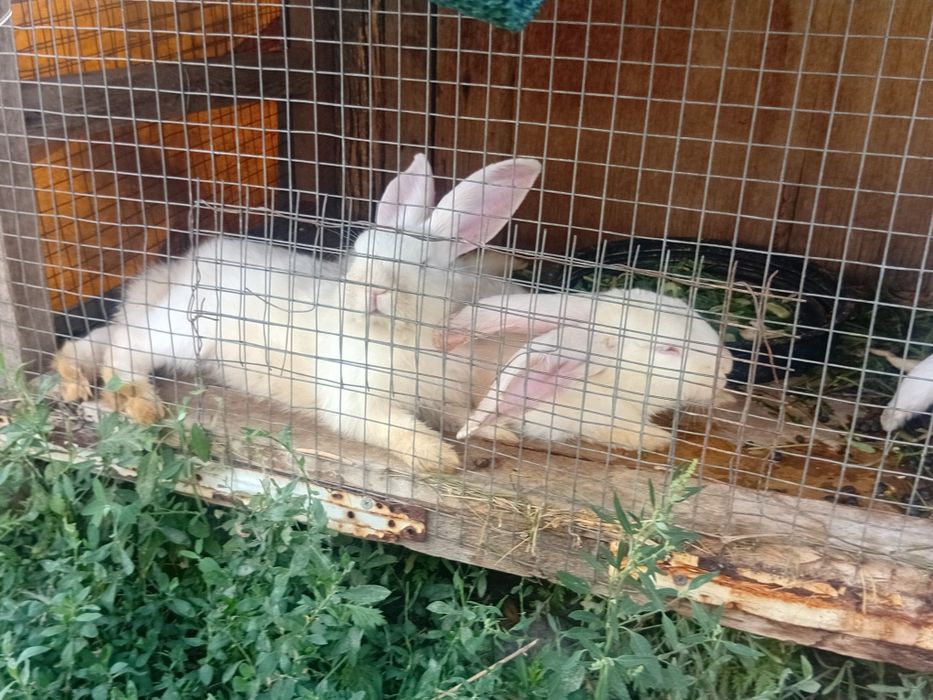 Прдам королик коян сатылады