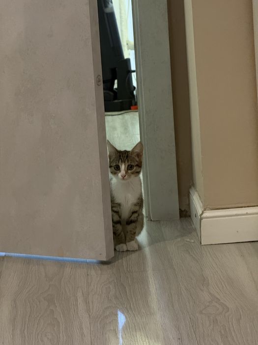 Отдам котенка в хорошие руки