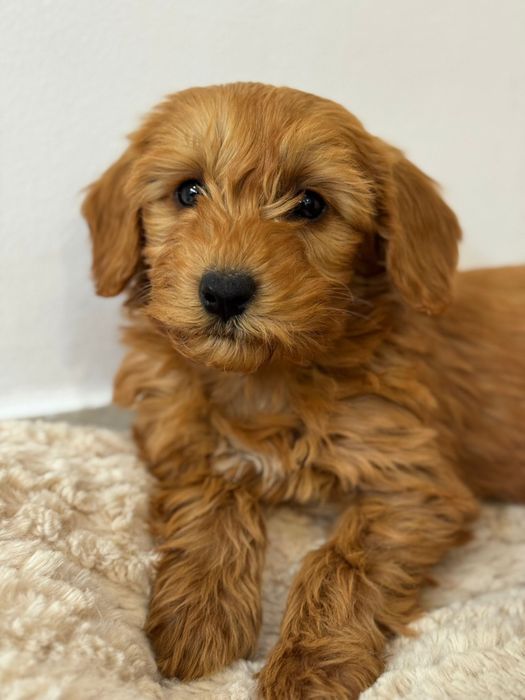 Goldendoodle F1B fetita superba