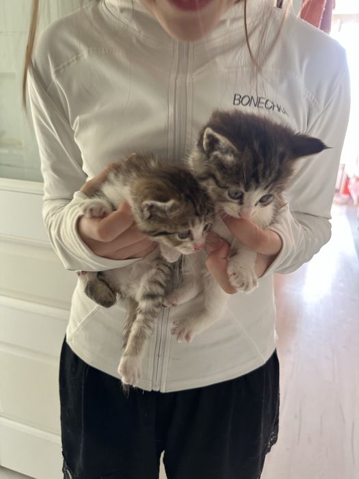 Отдам котят в добрые руки