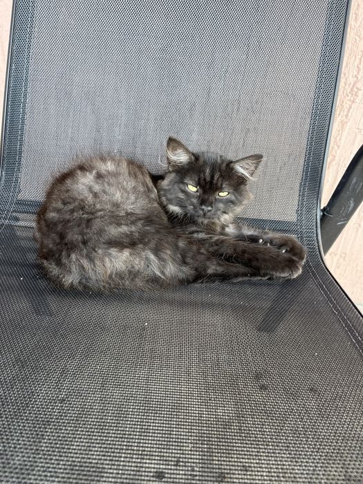 Отдам котенка в добрые руки