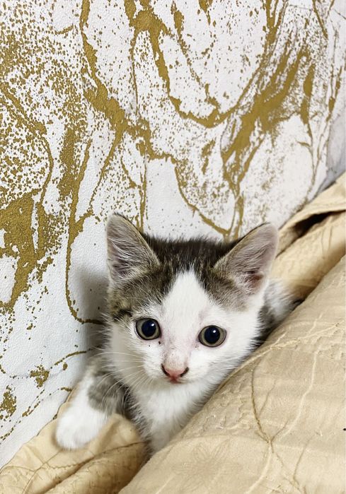 Отдам котят две  девочек